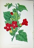 1885 Luphospermum Scandens Flower Plant Gardening