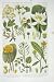 1919 Flowers Meadow Rue Fennel Water Lily Cress Lakes