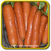 Carrot Seeds - 'Little Fingers' Vegetable Seed Packet (2000 Seeds)