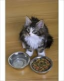 Photographic Prints of Norwegian Silvery Tabby - mackerel a white - by dry food and water bowl from Ardea Wildlife Pets