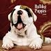bulldog21 - Bulldog Puppies 2010 Mini Wall