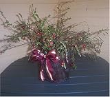 Washington LIVE Holiday Cranberry Plant Centerpiece