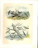 10 SPARROW, FINCH, VIREO, JASPER BIRDS OF AMERICA 1878