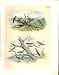 10 SPARROW, FINCH, VIREO, JASPER BIRDS OF AMERICA 1878