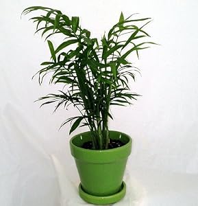 Parlor Palm Propagation Puzzle - Need help saving my plant. : r/gardening