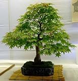 Bonsai Tree - 36