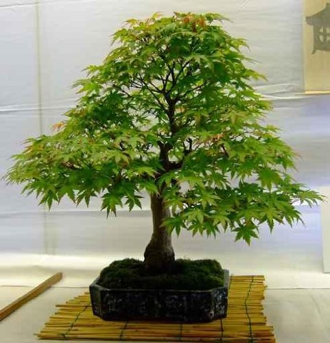 Bonsai Tree - 36