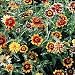 persian8 - Persian Carpet Zinnia 100 Seeds