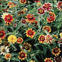 image link - - B001XW4NW0
