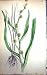 Flowers C1880 Colour Plate Flora Branched Bur-Seed