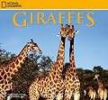 National Geographic Giraffes Calendar
