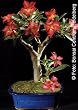 Tropica - Bonsai - W�stenrose (Adenium obesum) - 8 Samen