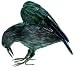 Season`s Designs Halloween Decor 10-Inch Black Crow