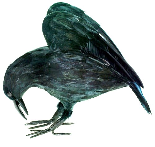 Season's Designs Halloween Decor 10-Inch Black Crow