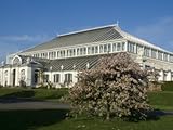 IMAGE OF Temperate House, Royal Botanic Gardens, Kew, Greater London Photographic Poster Print by Ethel Davies, 40x30