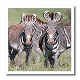 Danita Delimont - Martin Zwick - Zebra - Grevys Zebra is the largest wild equid, endangered, Kenya, Africa. - 8x8 Iron on Heat Transfer for White Material (ht_189011_1)