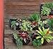 Living Wall Planter INDOOR/OUTDOOR USE w/Reservoir  (Color: Chocolate) Vertical Garden (Modular, Sustainable, Eco, Green) Hanging Planter
