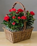 Rose Garden Basket - A Beautiful Valentine's Day Gift