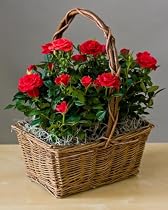 Rose Garden Basket - A Beautiful Valentine's Day Gift