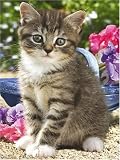 Ravensburger 15348 Gatto in giardino Puzzle 1000 pezzi Animali