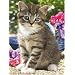 Ravensburger Cat In The Garden 1000pc Jigsaw Puzzle