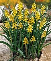 Gold Fragrance Grape Hyacinth 3 Bulbs -Muscari- SALE*