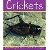 Crickets (Insects)