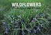 Wildflowers and Other Plants of Iowa Wetlands (Bur Oak Guide) Wildflowers and Other Plants of Iowa Wetlands (Bur Oak Guide)