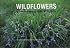 Wildflowers and Other Plants of Iowa Wetlands (Bur Oak Guide)