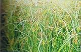 Sweet Galingale water pond plant