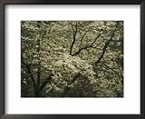 Delicate White Dogwood Blossoms Cover a Tree in the Early Spring National Geographic Collection Framed Art Poster Print by Raymond Gehman, 22x18
