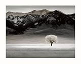 Solitary Tree (II) by Dennis Frates,10 in. x 8 in.