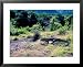 Komodo Dragon, Komodo Island, Indonesia Framed Art Poster Print by Keren Su, 31x25