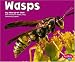 Wasps (Bugs, Bugs, Bugs!)