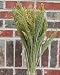 Dried Canary Grass