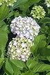Mini Penny Hydrangea Five Gallon