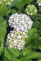 Mini Penny Hydrangea Five Gallon