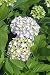 Mini Penny Hydrangea Five Gallon