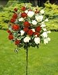 Rosenstämmchen zwei auf eins, 1 Pflanze mit roten und weißen Blüten