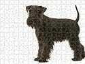 Prints of Dog - Schnauzer from Ardea