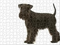 Prints of Dog - Schnauzer from Ardea