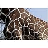 Photographic Prints of Reticulated Giraffe - close-up of skin pattern from Ardea Wildlife Pets