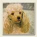 Kitchen & Housewares : AbsorbaStone Coaster set~ Poodle ~4 Tile Drink Coasters ~ code 839C