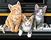 Thre Cats Paint By Number