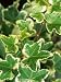 Hedera Helix 