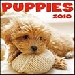 Puppies 2010 Wall Calendar
