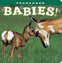 Pronghorn Babies! (Babies! (Farcountry Press)) Pronghorn Babies! (Babies! (Farcountry Press))