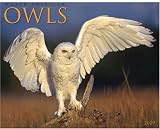 Owls 2009 Wall Calendar
