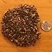 Edible Weaver Ants