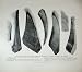 1904 Whales Baleen Upper Jaw Humpbacked Rorqual Mammals